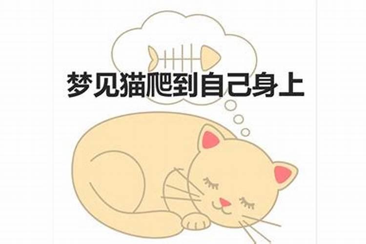 梦见很多猫是什么意思