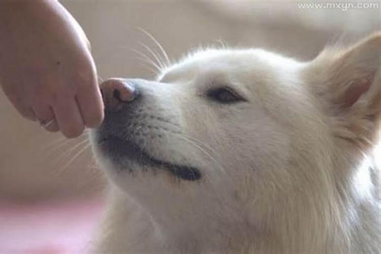 女属猪男属猴婚姻配吗