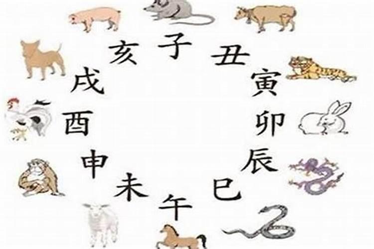 属蛇和属猪合吗