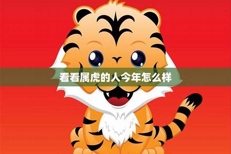 属虎在2024年运势如何