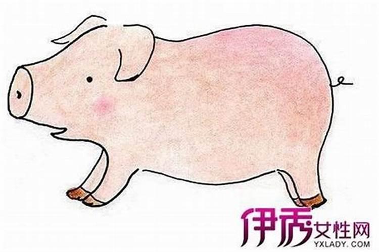 腊月属猪今年运气如何呢