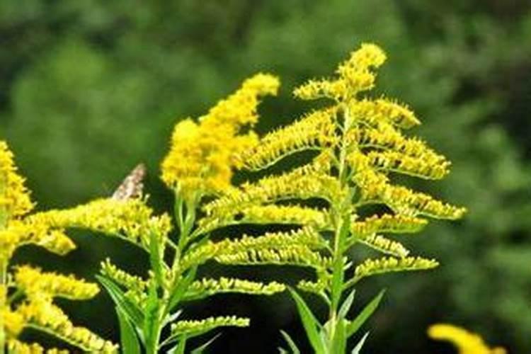 财神节供几个水饺子吃