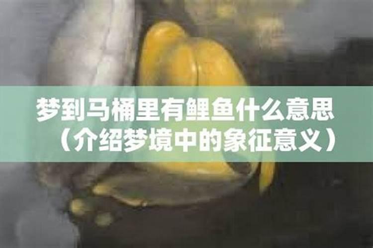 梦见马桶里有鱼在游