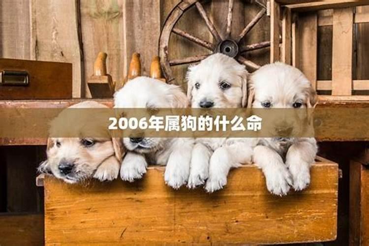 狗的2023年运势如何