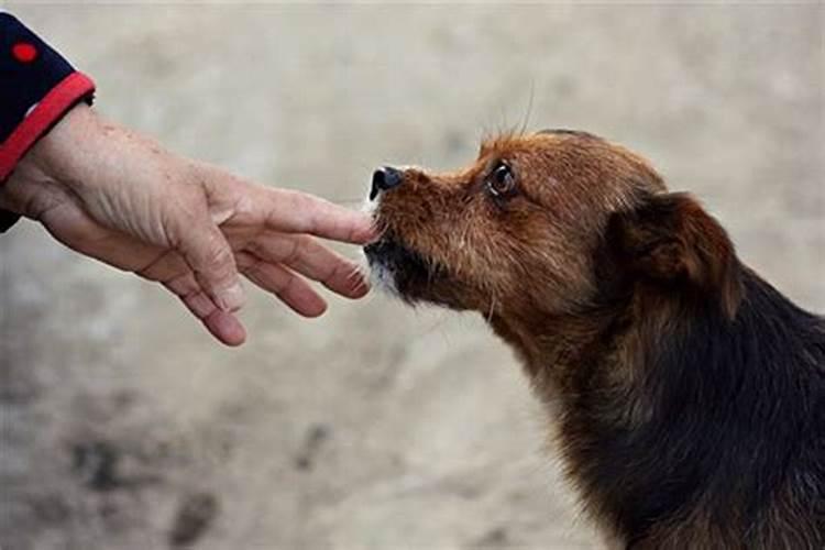 梦见狗咬什么意思解释一下