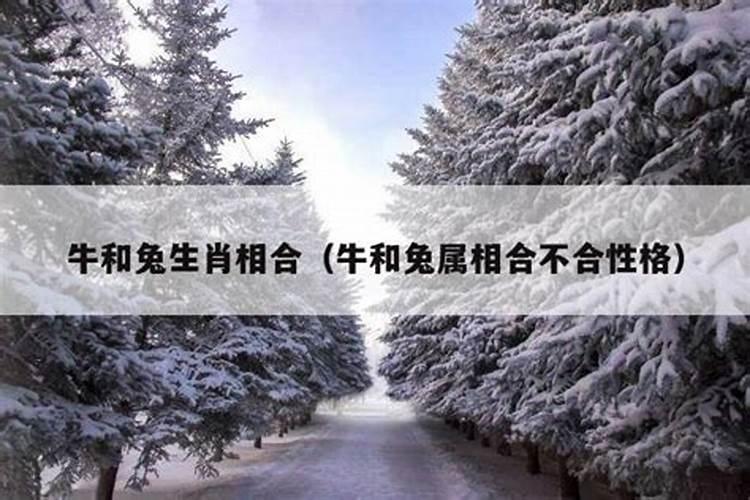 属兔的跟属牛的合得来吗