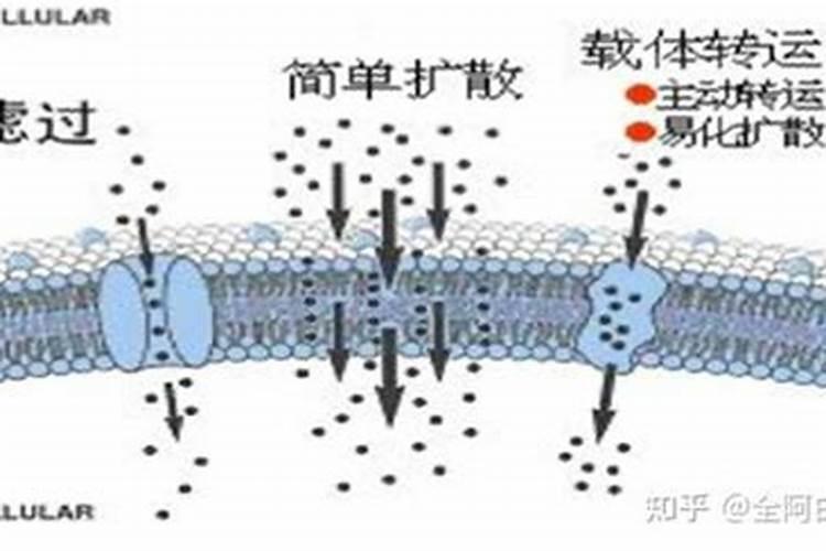 1969属鸡人的寿命预测