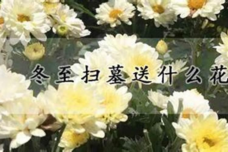 冬至鲜花祭扫