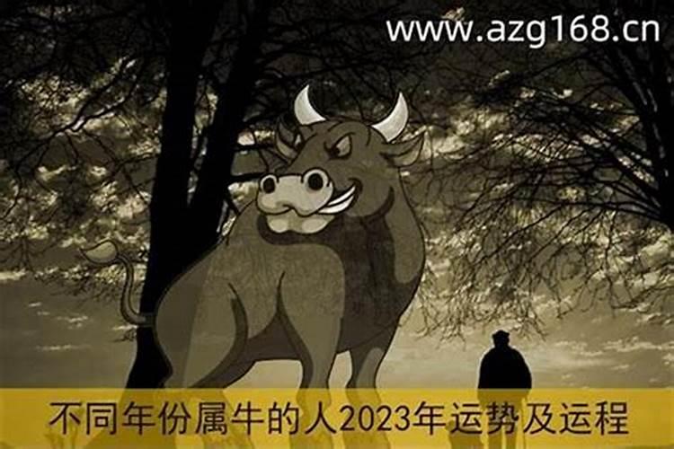 本命年牛2023运势