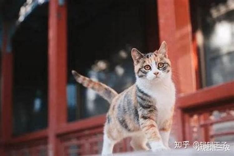 梦见猫是什么征兆