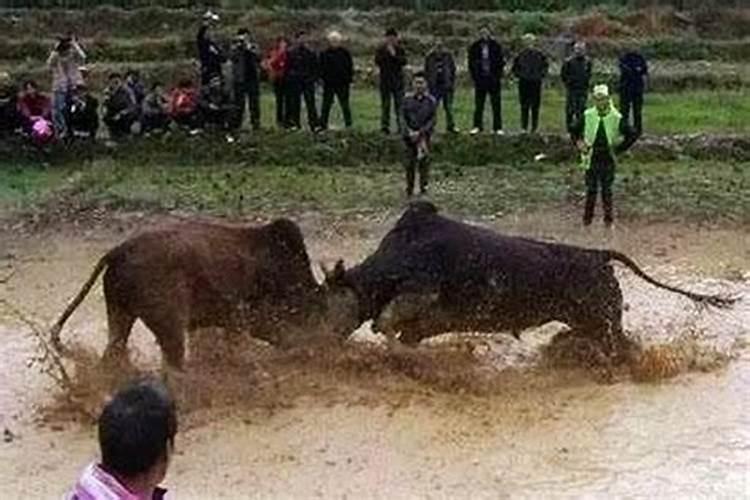 梦见两头牛把我压住是什么意思周公解梦女