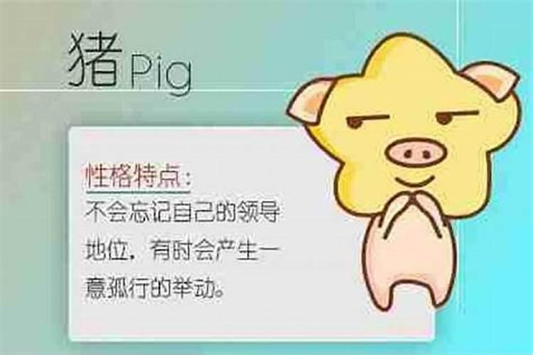 属龙和属猪的八字合不合婚