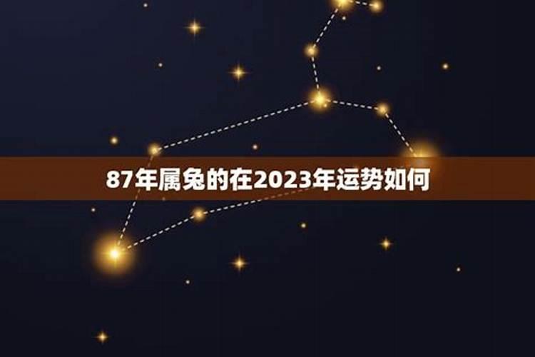 属兔的在2023年的运势