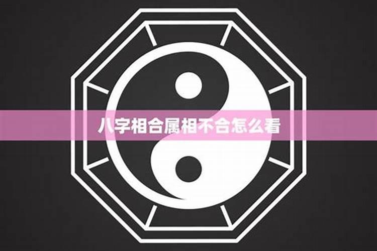 八字合属相不和能在一起吗