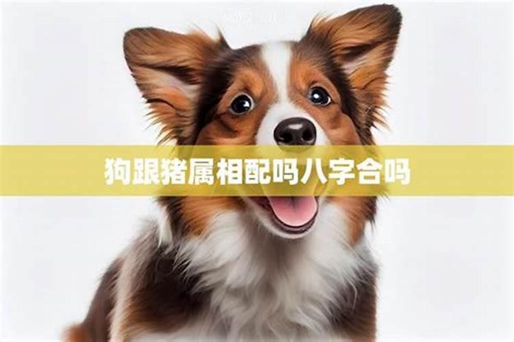 狗猪八字合不合