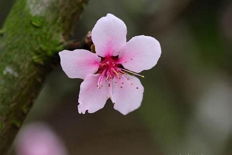 生辰八字算哪个月桃花运旺的人