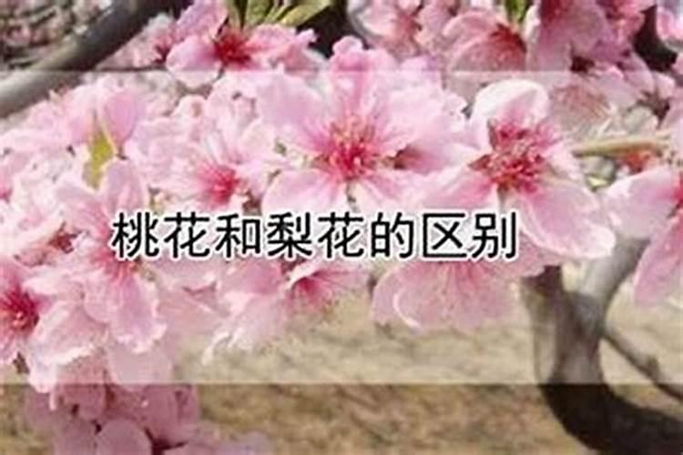 八字算桃花何时出现