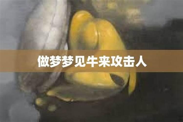 梦见牛攻击我是什么征兆呢周公解梦