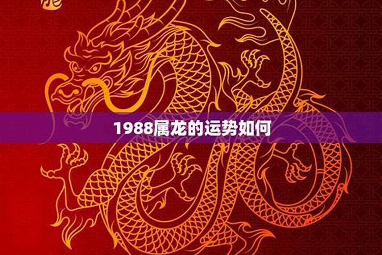 1988年生肖[year]年感情运势如何