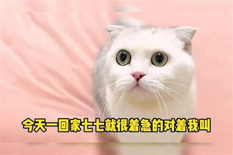 梦见猫救我一命