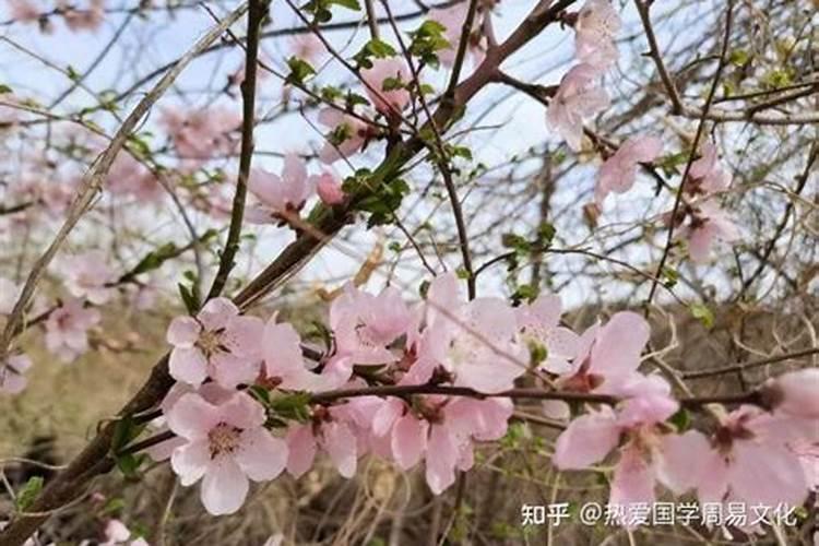 羊男与牛女婚配怎么样