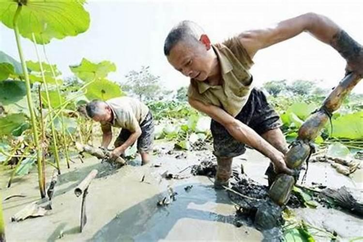 无意挖到土太岁怎么破解