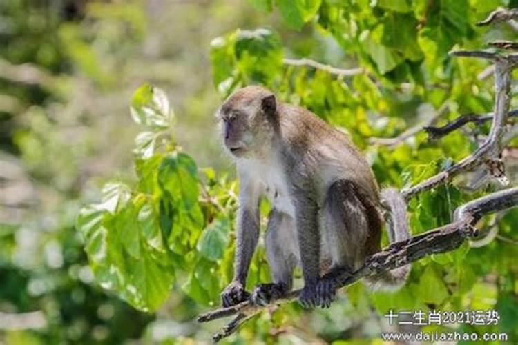 属猴男人今年运势如何