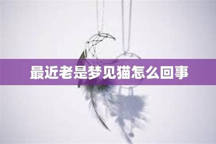 梦里梦见猫是什么意思