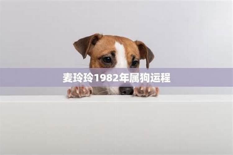 1982年狗遇2023年运势如何