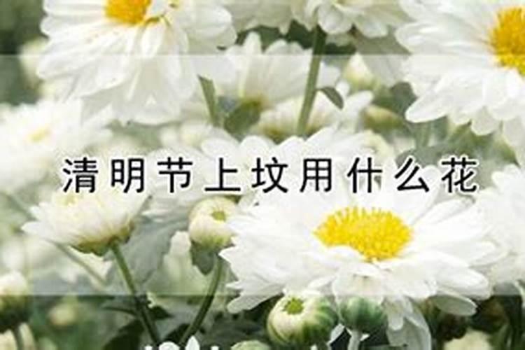 清明上坟带啥花