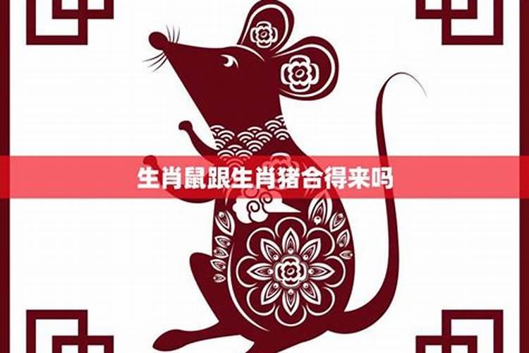 鼠和猪合不合得来