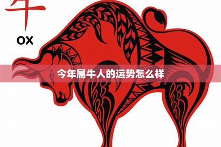 属牛的男今年运气怎么样