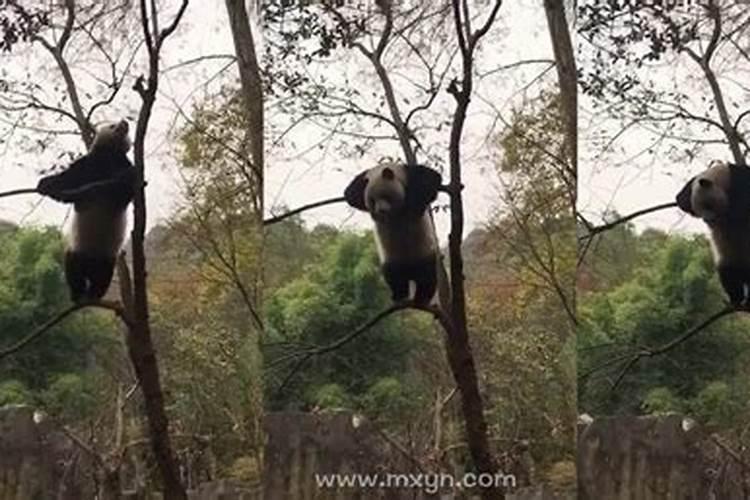 梦到棺材掉地上好不好