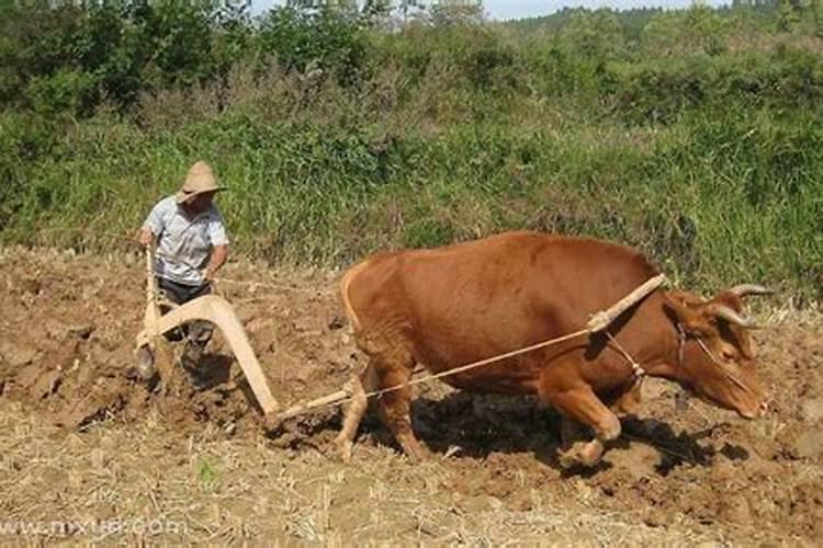 梦见狗耕田