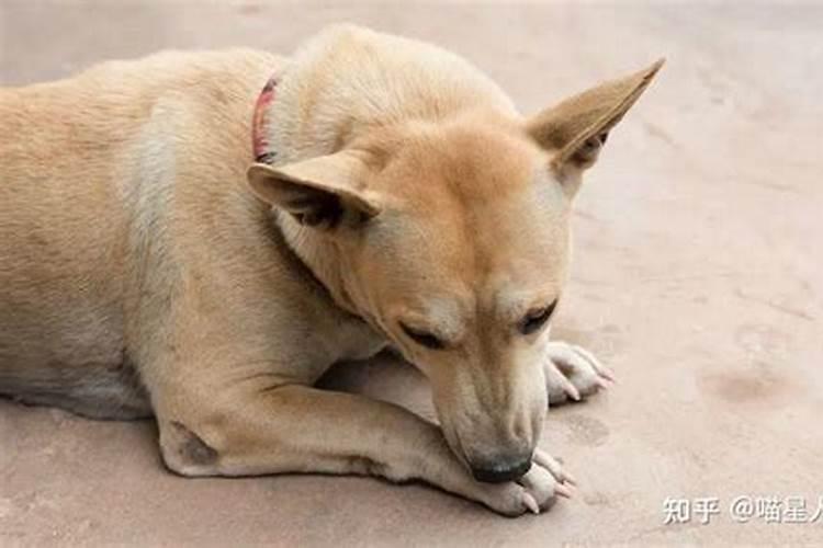 梦见狗一直追着我还舔我