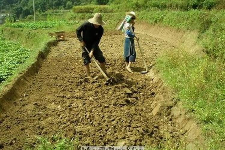 梦见刨地是什么意思