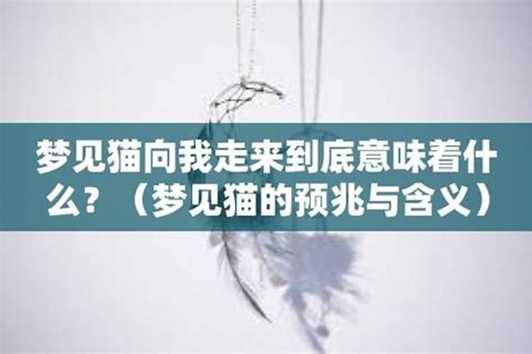 梦见猫来了后来又走了啥意思