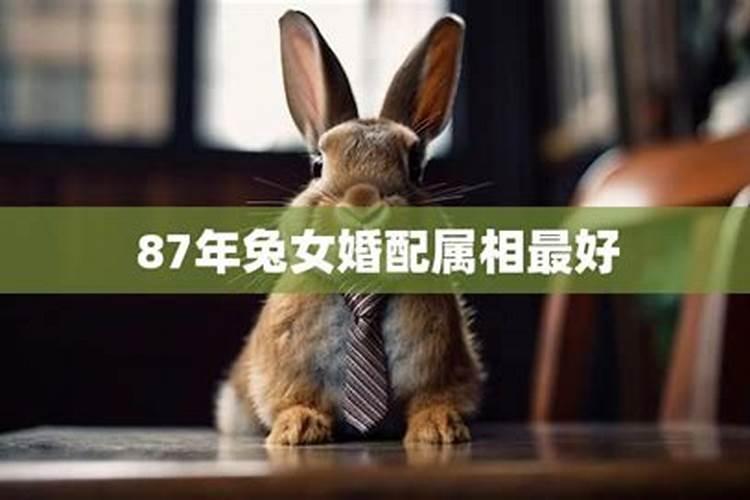 21年属兔的运势及运程