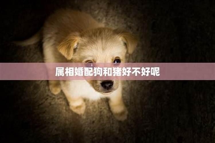 属相婚配猪和狗怎么样好不好