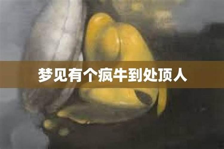 梦见牛顶自己啥意思