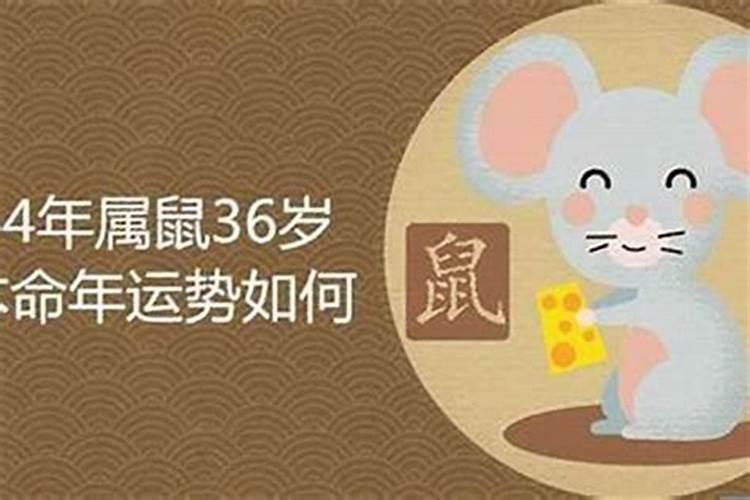 84年出生属鼠人的命运