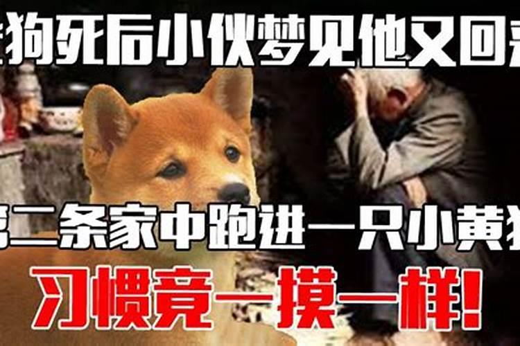 梦见一只小黄狗是什么意思