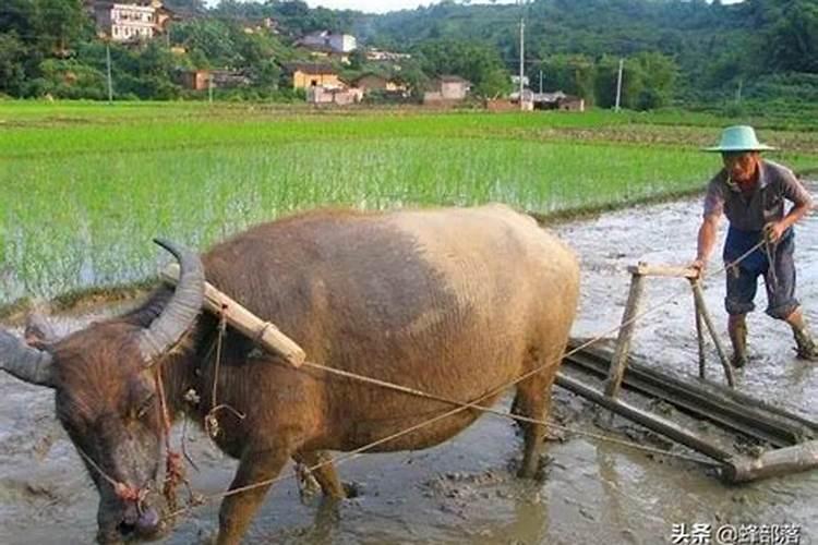 梦见别人田里牛死了什么意思啊