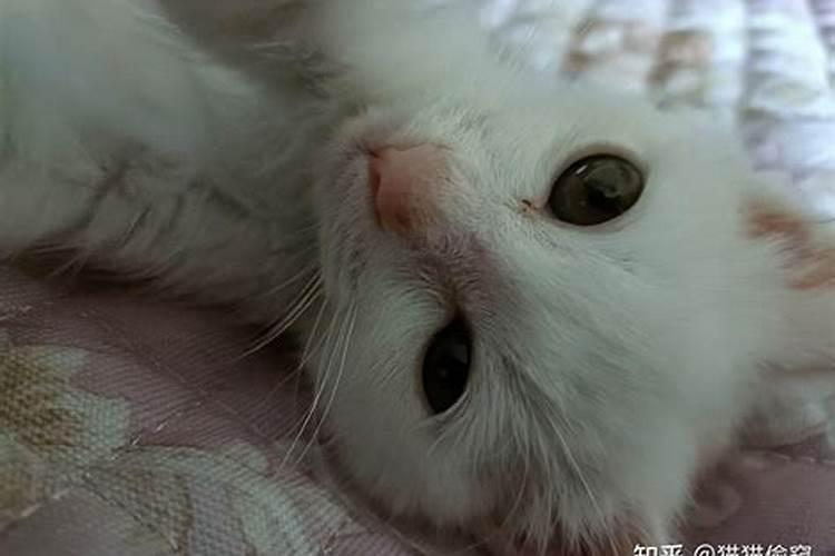 梦见不见了的猫咪回来了