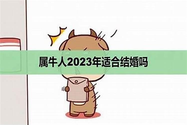 87兔子2023年运势完整版