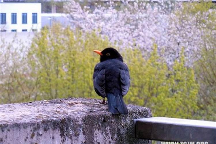 梦见生病亲人死了是什么兆头