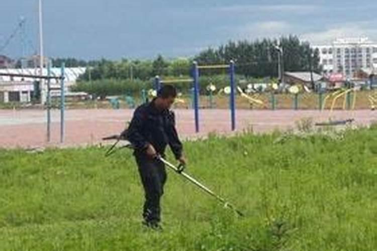 梦见别人家地理荒草