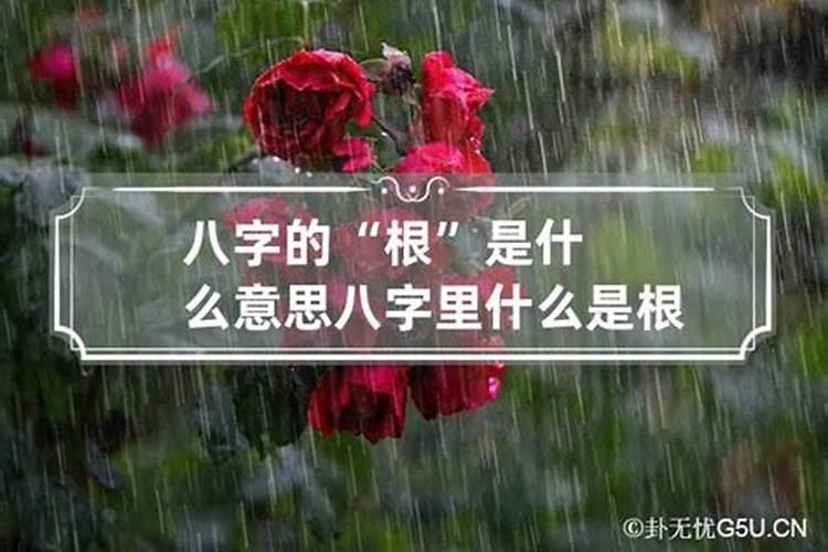 八字算命根多是什么意思