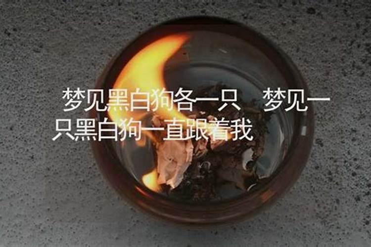 梦见狗狗一直跟着我舔我什么意思啊