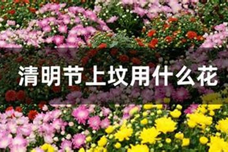 清明节上坟用什么颜色的花